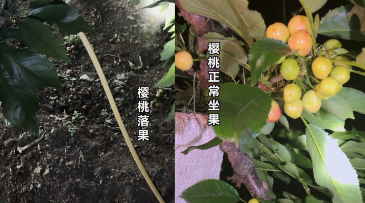 ▲左侧为用了私配授粉药的樱桃树，右侧为用正规授粉药的果树。新京报记者 闫沫琛 摄
