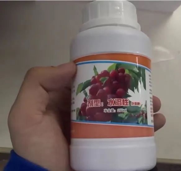 ▲作坊生产的樱桃授粉药。新京报记者 闫沫琛 摄
