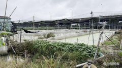 暗访牛蛙加工厂：专门留一批无抗蛙应付检